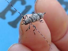 Attēlu rezultāti vaicājumam “Acanthocinus aedilis”