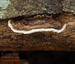 Attēlu rezultāti vaicājumam “Datronia mollis”