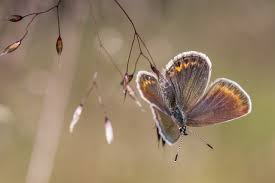 Attēlu rezultāti vaicājumam “Plebejus argus”