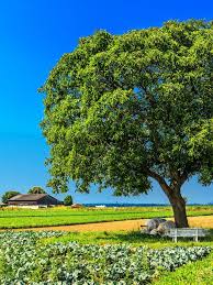 Attēlu rezultāti vaicājumam “Juglans cinerea”