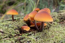 Attēlu rezultāti vaicājumam “Gymnopilus picreus”