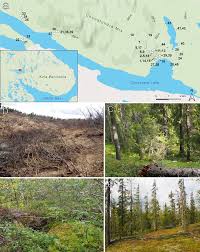 Attēlu rezultāti vaicājumam “Licea chelonoides spores”