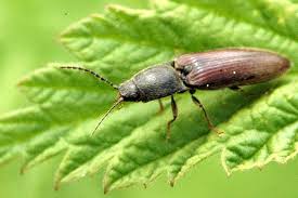 Attēlu rezultāti vaicājumam “Cidnopus aeruginosus”