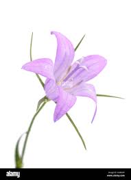 Image result for Campanula rapunculus
