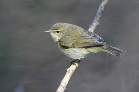 Attēlu rezultāti vaicājumam “Phylloscopus collybita adult”