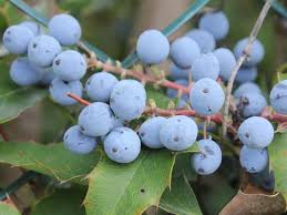 Attēlu rezultāti vaicājumam “Mahonia aquifolium fruit”