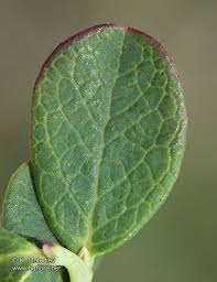 Attēlu rezultāti vaicājumam “Vaccinium uliginosum leaf”