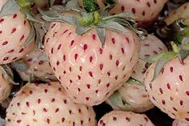 Attēlu rezultāti vaicājumam “Fragaria vesca fruit”