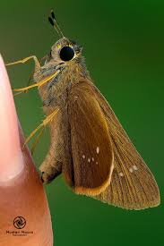 Attēlu rezultāti vaicājumam “Lycogala cf. fossiculatum macro”