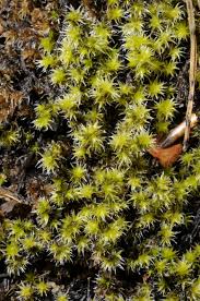 Attēlu rezultāti vaicājumam “Racomitrium heterostichum”