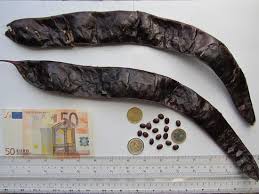 Attēlu rezultāti vaicājumam “Gleditsia triacanthos fruit”