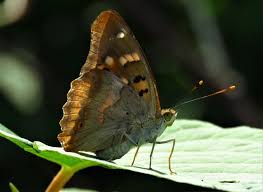 Attēlu rezultāti vaicājumam “Apatura ilia male”