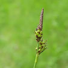 Attēlu rezultāti vaicājumam “Carex hostiana”