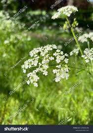Image result for Chaerophyllum aureum