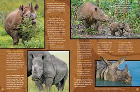 Image result for Rhyl Rhinos