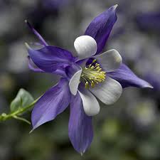 Image result for Aquilegia caerulea