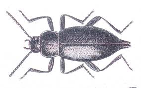 Attēlu rezultāti vaicājumam “Blaps mortisaga”