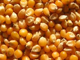 Corn kernels