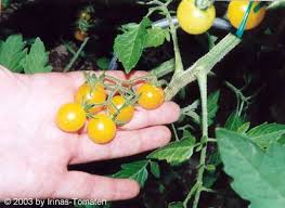 Afbeeldingsresultaat voor broad ripple yellow currant tomato