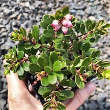 Attēlu rezultāti vaicājumam “Arctostaphylos uva-ursi”