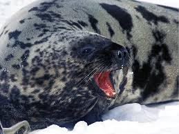 Image result for Cystophora cristata