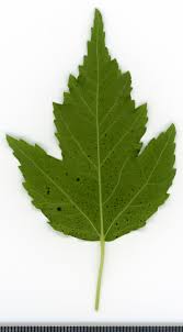 Attēlu rezultāti vaicājumam “Acer tataricum leaf”