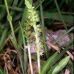 Attēlu rezultāti vaicājumam “Herminium monorchis fruit”