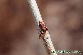 Attēlu rezultāti vaicājumam “Sorbaria sorbifolia bud”
