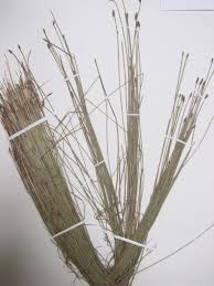 Attēlu rezultāti vaicājumam “Eleocharis uniglumis fruit”