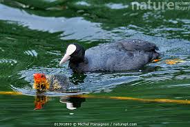 Attēlu rezultāti vaicājumam “Fulica atra adult”