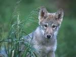 Wolf Pictures :: Gray Wolf Pup