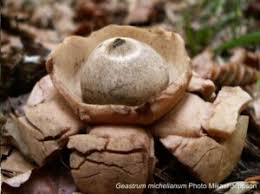 Attēlu rezultāti vaicājumam “Geastrum”
