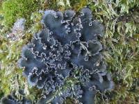 Attēlu rezultāti vaicājumam “Peltigera extenuata”