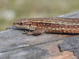 Attēlu rezultāti vaicājumam “Lacerta vivipara female”