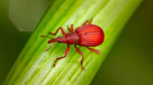 Attēlu rezultāti vaicājumam “Apionidae”