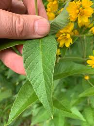 Attēlu rezultāti vaicājumam “Lysimachia vulgaris leaf”