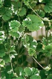 Attēlu rezultāti vaicājumam “Glechoma hederacea leaf”
