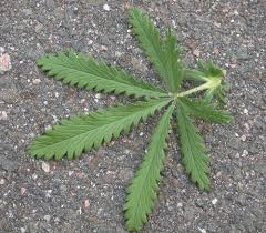 Image result for Potentilla recta