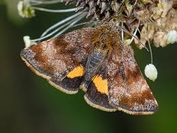 Attēlu rezultāti vaicājumam “Panemeria tenebrata”