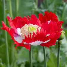Attēlu rezultāti vaicājumam “Papaver somniferum flower”