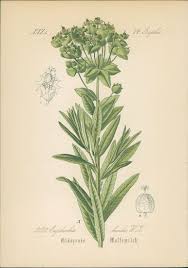 Image result for Wolfsmilch