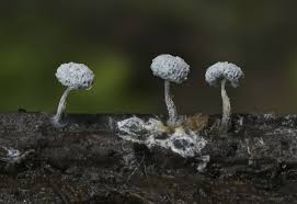 Attēlu rezultāti vaicājumam “Craterium leucocephalum spores”