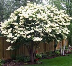 Attēlu rezultāti vaicājumam “Syringa reticulata subsp. amurensis”