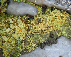 Attēlu rezultāti vaicājumam “Trapeliopsis granulosa”