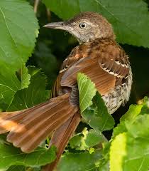 Image result for Toxostoma rufum