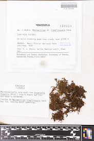 Attēlu rezultāti vaicājumam “Schistidium dupretii sporophyte”