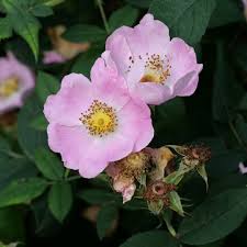 Attēlu rezultāti vaicājumam “Rosa villosa”