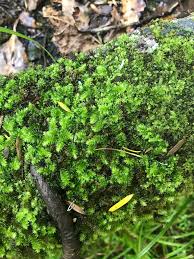Attēlu rezultāti vaicājumam “Brachythecium albicans sporophyte”