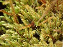 Attēlu rezultāti vaicājumam “Philonotis marchica macro”