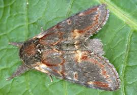 Attēlu rezultāti vaicājumam “Notodonta dromedarius”